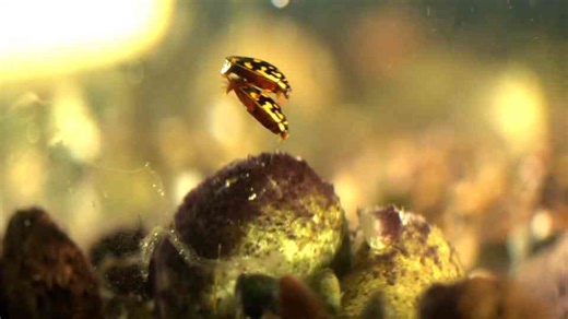 How insects learned to carry their own air and transform life underwater