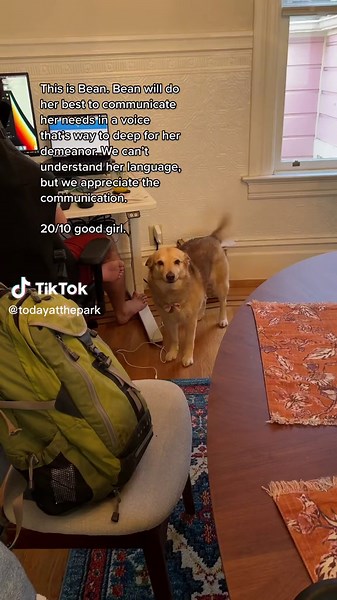 Communicating with Bean: Understanding Your Dog's Needs