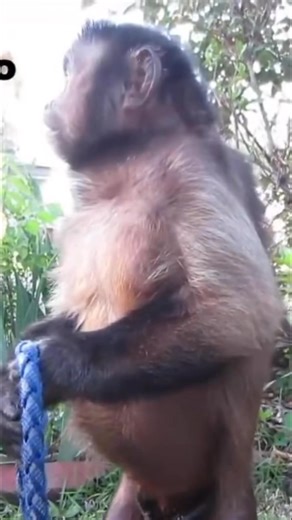 36K views · 2.3K reactions | MonkeyBoo on Reels | Facebook