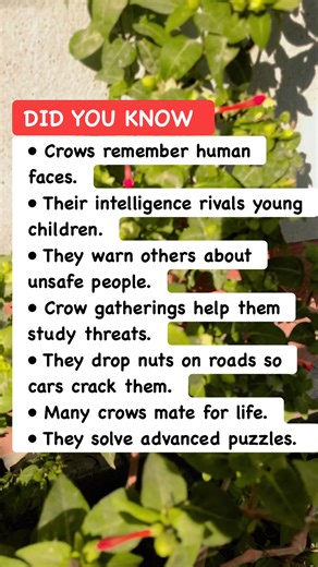 7 Genius Tricks Crows Use to Outsmart You#CrowIntelligence #BirdFacts #AnimalSmartness | Learners