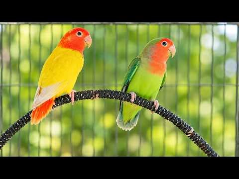 Lovebird Singing Sounds 🦜💖 | Lovebird Sounds & Natural Chirping