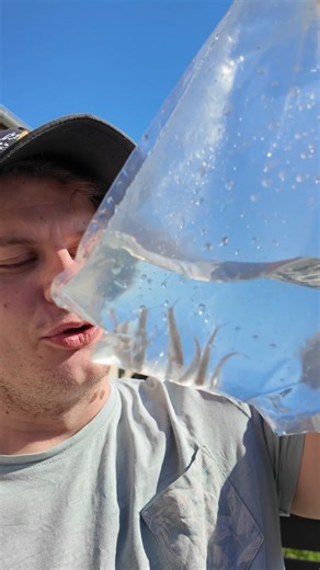 210K views · 5.4K reactions | J'ai acheté un Poisson qui mange les Moustiques ! #reelsfbシ | Eublepharis | Facebook