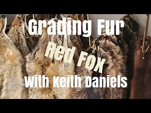 Grading fur with Keith Daniels Red Fox