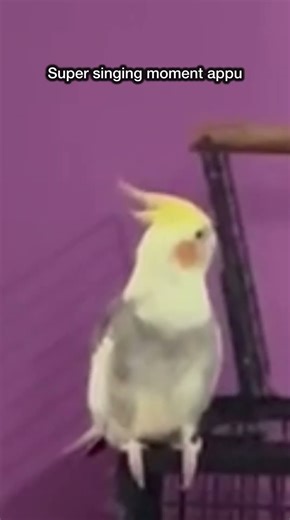 Super singing moment appu #cocktail #cocktailmusic #love