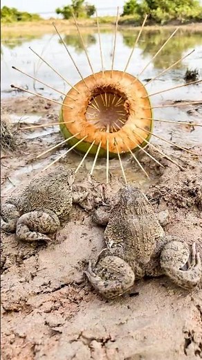 Catch Frogs with this CRAZY Coconut Trap!