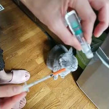 猫のインスリン投与 3年ぶりの投稿です！