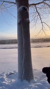 Tree explodes 💥 because it’s so cold out! Watch out this weekend! 🥶 #treeexplosion | Dan Pirchner