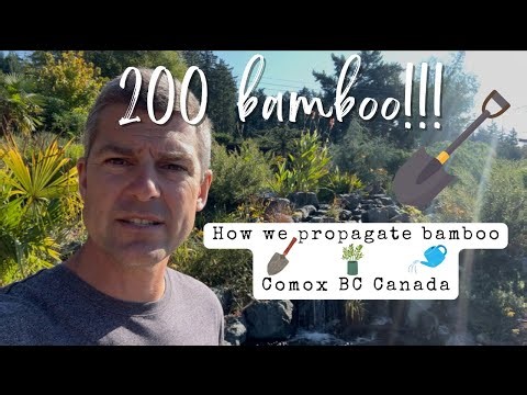 200 Bamboo divisions in 4 days!