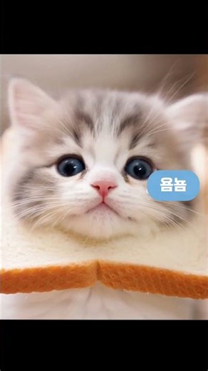 kitten vs bread challenge #funny #shorts #cute