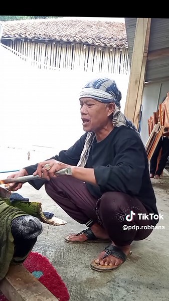 ciri ciri domba turun tangis #peternakdomba #hpdkijawabarat #servistanduk #hpdki #trending