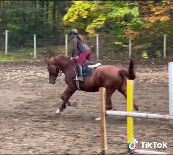 When they say I over exaggerate my 2-point so much that I’m just giving too much release so they make me 2-point like I’m fucking standing up in the air and I can barely give release and it looks like I barely give release but at least my reins were a little long🥲🥲 but that was before I switched trainers in Hungary 😀 #NextLevelDish #oxer #yellow #hungary #2-point #foryoupage #jump #hungarianwb #warmblood #equestrian #jumping