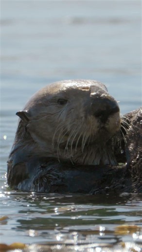 Mission Sea Otter Teaser