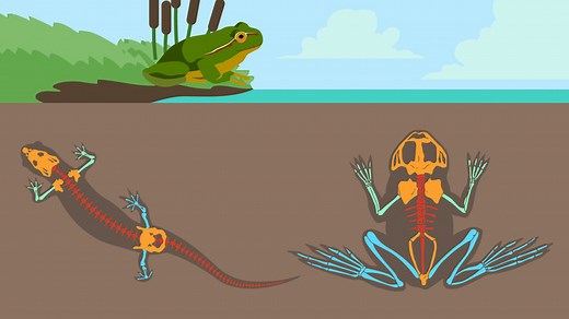 Lurche – Bau und Lebensweise | sofatutor.com