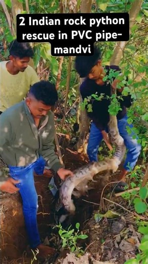 2 Indian rock python rescue rescued in PVC pipe - mandvi #snake #shortvideo