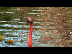 American Flamingo or Caribbean Flamingo (Phoenicopterus ruber ruber) / Kuba-Flamingo