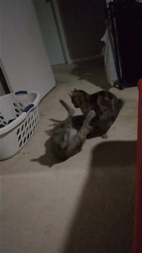 Cute Cats Playing Wrestling