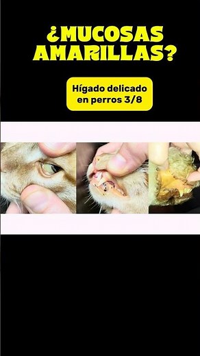 Jaundice in dogs: a warning sign