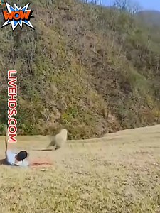 188K views · 1.5K reactions | Incredible shots into the world of animals | Lionel Messi fans | Facebook