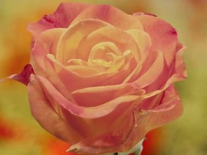 The true meaning behind your favorite rose color: http://hbm.ag/6188B6VQ4 (via Getty) | House Beautiful
