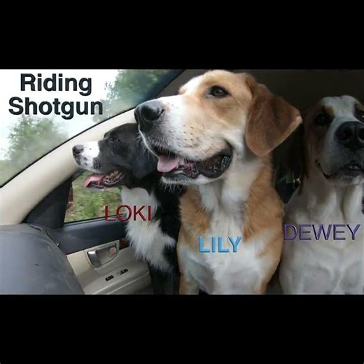 Courser Rides - 3 Dogs Ride Shotgun