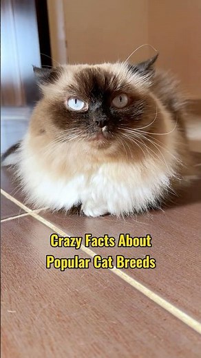 Crazy Facts About Popular Cat Breeds