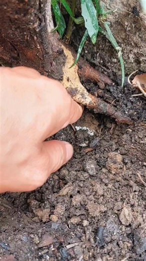 74K views · 889 reactions | The OLDEST coin I've ever found! #metaldetecting #short #treasure #oldcoins | GO finder | Facebook