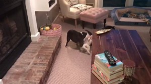 DADS HOME 😍 Side note: I love how Zoey stays sitting while Matthew sneaks in bc that girl will do anything for a good snack 🤣 | Luna Bell's Moonbows: Special Needs Fostering