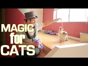 Magic For Cats