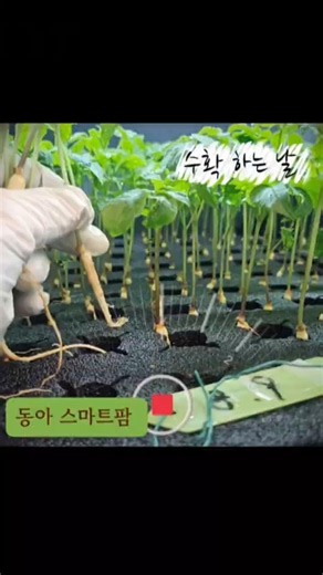 새싹삼 수확 하는날!뿌듯하고 감사한 날 입니다. #새싹인삼 #정원삼 #사포닌성분 #20일만에수확#컨테이너에서키우기#나인삼이야# #farming