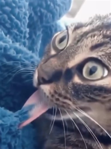 Hilarious Meow Moments That Will Make You Smile