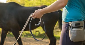 Richtig longieren: Ausrüstung, Tipps & Tricks | ehorses Magazin