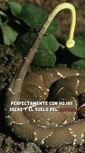 342K views · 3.6K reactions | La nauyaca de cuatro narices: la serpiente del hocico único #nauyacadecuatronarices #snake #datoscuriosos #curiosidades #animalkingdom | Entre Lo Raro Y Lo Real | Facebook