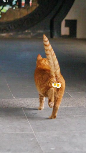 Cat's Little Theater: A Feline Comedy Showcase
