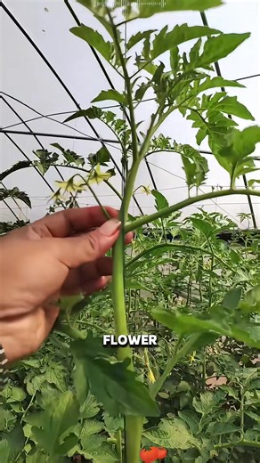 607K views · 11K reactions | Try this farming technique next time! | Life Hacks | Facebook