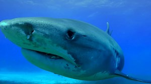 5.1K views · 21 reactions | Get up close and personal with the world’s largest and most elusive ocean giants in this breathtaking 8-part series. Chasing Ocean Giants Streaming Now, exclusively on discovery+ #discoveryplusuk | discovery+ | Facebook