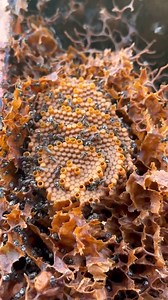 Scientists reveal how stingless bees build spiral honeycombs. #Science #Biology #Research #Tech #Zoology | Hashem Al-Ghaili