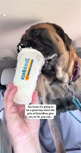 My GIANT Dog INHALES His Pup Cup! #dog #dogs #cutedog