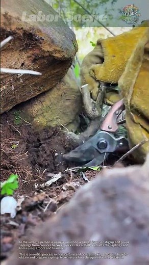 Digging and Pruning Saplings for Bonsai Preparation