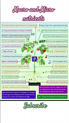 Macro and Micro nutrients in plants 👍