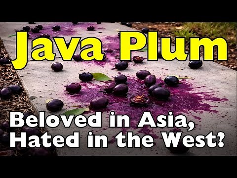 Why Java Plum Is Loved in Asia but Hated in the West [ID0625]