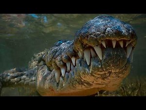 10 Deadliest Animals On Earth