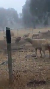 610K views · 2.1K reactions | PARA QUIEN NO SE CREA QUE LOS JABALÍES ATACAN AL GANADO #hunting #caza #revistajaraysedal #hunter #comoloquecazo #wildboar #chasse #jagd #oxata #deerhunting #rifle #ammo #huntinggame #huntingtrophy #estoescaza #jabalí #venado #hog #russianboar #sanglier #boar #hunt #monteria #jakt #wildmeat #jaraysedal #huntingnews #noticiasdecaza | Jara y Sedal | Facebook