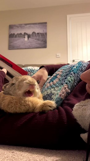 Giant Bunny: The Cutest Flemish Giant Rabbit