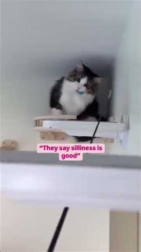 My silly boy 😂💖 Longhaired tabby kitten Steven plays on his huge cat jungle gym and with his