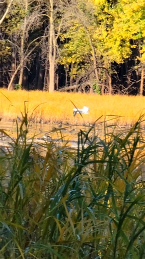 #wildbirds #bloomington #Minnesota | GaryDen De Schane