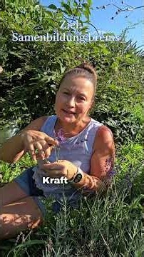 Pruning lavender: summer or late winter? 💜✂️