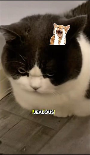 Why Your Cat Bites You (And What It Means) 😼 #cat