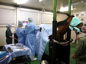 馬の潜在精巣について｜馬好きさんのライト獣医学