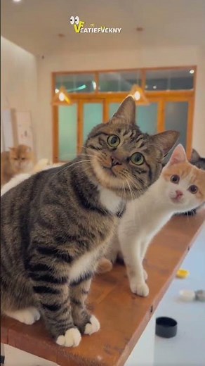 cat household quarrel 🙀