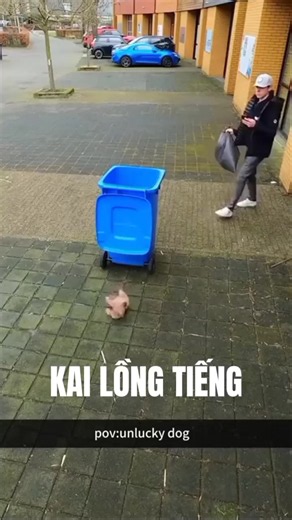 VIDEO GIẢI TRÍ CỦA LU #viral #xuhuong #fyp #longtieng #dog | dog